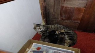 Anne kedi ve yavruları Hacı Bayram Camiini mesken tuttu