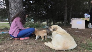 Anne köpek sonunda hastane bahçesini yuva belledi