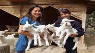 Antalya Hayvanat Bahçesinde Kanguru ve lemur yavru doğumları başladı