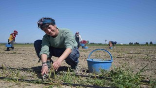 Antalyada ilk kuşkonmaz hasatını gerçekleştiren kadın, çiftçi Avrupa ülkelerine satışlara başladı