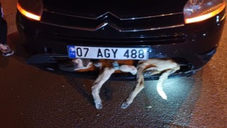 Aracın çarptığı köpek tampona sıkıştı