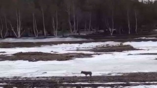 Ardahanda üniversiteyi aç kurtlar bastı