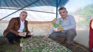 Atık karton bardaklarda çiçek üretiliyor