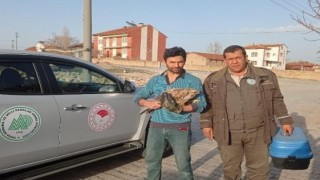 Atla gezen imam tarafından bulunan yaralı şahin tedavi altına alındı