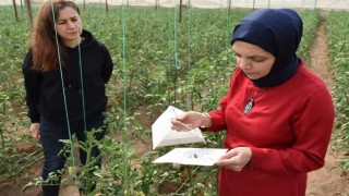 Aydında biyoteknik mücadele çalışmaları devam ediyor