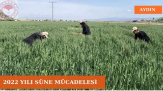 Aydında süne mücadelesi devam ediyor
