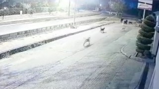 Aynı yerde 10u geçkin köpeğin bebek arabalı aile ve vatandaşlara kabus yaşattığı anlar kamerada