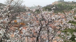 Badem ağaçları bu yıl zamanında çiçek açtı