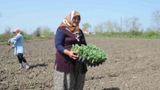 Bafra Ovasında karpuz fideleri toprakla buluştu