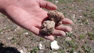Baharda yağmurun az olması en çok keme avcılarını üzdü