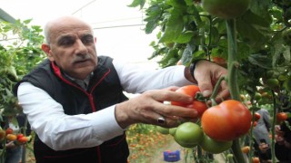 Bakan Kirişci, Antalyada sarı çizme giyip serada domates topladı