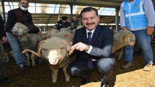 Balıkesir Büyükşehirden yerli üreticiye damızlık koç desteği