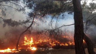 Balıkesirde orman yangını zamanında müdahale ile kısa sürede söndürüldü