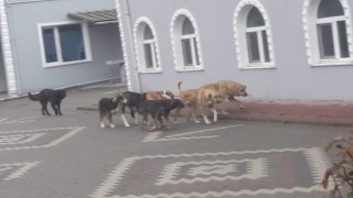 Başıboş gezen sokak köpekleri tedirgin ediyor