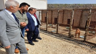 Başkan Ramazan, hayvan barınağında incelemelerde bulundu