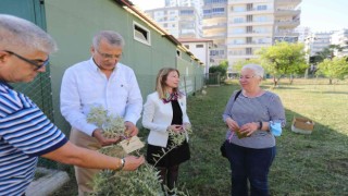 Başkan Tarhan adına zeytin fidanı dikildi