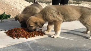Batmanda gönüllüler sokak hayvanları için yiyecek bıraktı