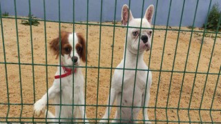 Bayram öncesi köpek otellerinde yer kalmadı