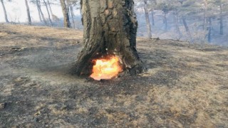 Bayramiçteki orman yangını devam ediyor