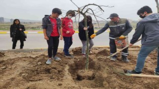 Belediyenin ağaçlandırma çalışmasına öğrencilerden destek