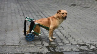 Beli kırılan sokak köpeği tekerlekli düzenekle yeniden yürüdü