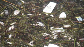 Beyşehir Gölünde ölen balıklar kıyıya vurdu