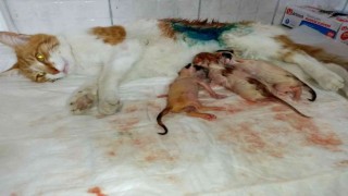 Bilecikte gebe kedi sezaryen ile doğum yaptırıldı