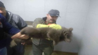 Bilecikte köpeklerin saldırdığı yavru ayı emin ellerde