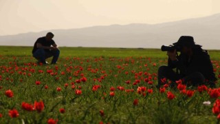 Bingöl ovasını kırmızıya boyayan laleler fotoğrafçıların ilgi odağı oldu