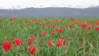 Bingölde kırmızı laleler açmaya başladı