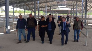 Bölgenin en büyük canlı hayvan pazarlarından biri açılıyor
