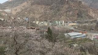 Bu ağaçlar bahara son kez Merhaba dedi