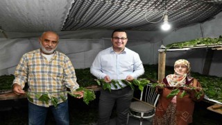 Bursa ipeği Mustafakemalpaşada kozalarından doğuyor