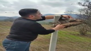 Bursada çiftlere takılan şahin kurtarıldı