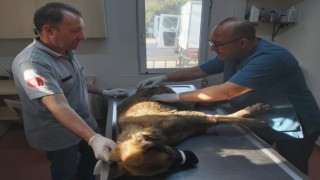 Bursada köpeği çöplüğe attılar, acı feryadını duyanlar kurtardı