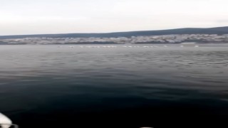 Bursada pelikan sürüsü kameralara yansıdı