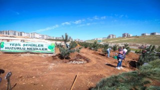 Büyükşehir 250 karaçam dikimi yaptı