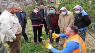 Büyükşehirden ilçelerde budama ve aşı eğitimi