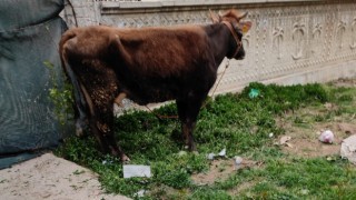 Çalınan inek metruk binada bulundu