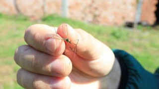 Çayır sineğine karşı vatandaşlar bilgilendirildi
