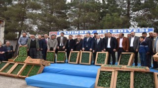 Çiftçilere milyonlarca fide dağıtıldı