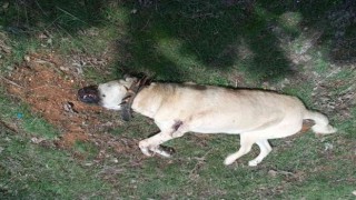 Çoban köpeğini tabancayla vurdular