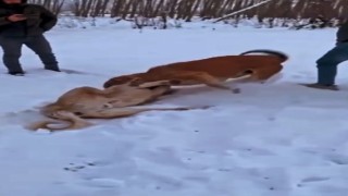 Çoban köpeklerinin döğüştürme görüntülerini sosyal medyada paylaşınca yakayı ele verdi