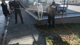 Demir parmaklıklara sıkışan köpek kurtarıldı