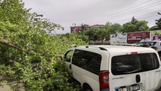 Diyarbakırda seyir halindeki ticari aracın üstüne ağaç devrildi
