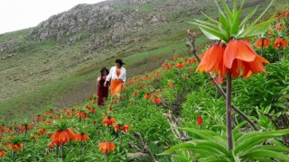 Doğa tutkunları ters laleleri fotoğraflamak için bin 800 rakımlı dağa tırmandı