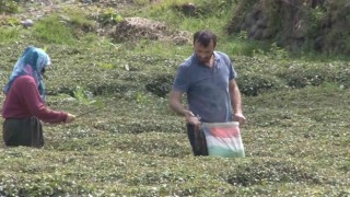 Doğu Karadenizi çay telaşı sardı