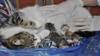 Doğum sancısı çeken kedi aile sağlığı merkezine geldi, doğumu burada yaptırıldı
