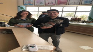 Doğumu yarım kalan sokak kedisinin hayatı sezaryenle kurtarıldı