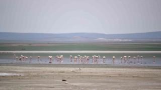 Düden Gölüne flamingolar gelmeye başladı